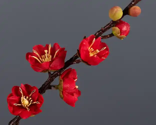 中枝腊梅 红色_04.jpg
