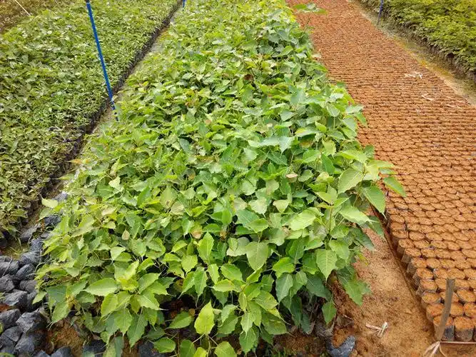 菩提树苗正宗菩提树苗 金刚菩提子榕庭院名贵盆景星月凤眼佛树平安树h