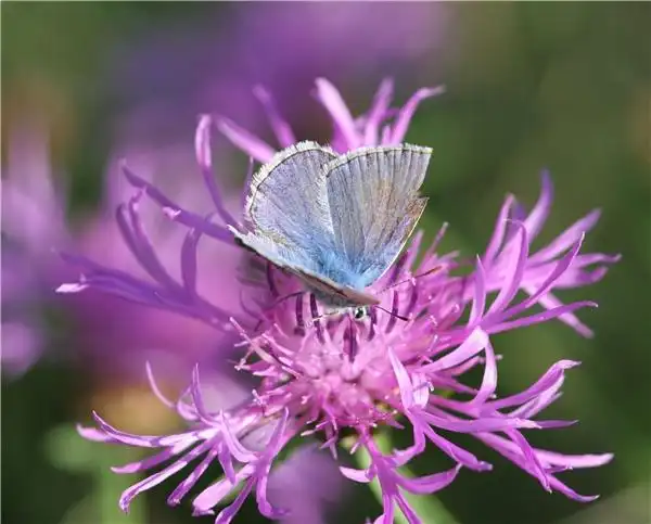 蝴蝶图片_蝴蝶图片大全_蝴蝶图片素材