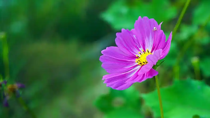 自然界│格桑花波斯菊