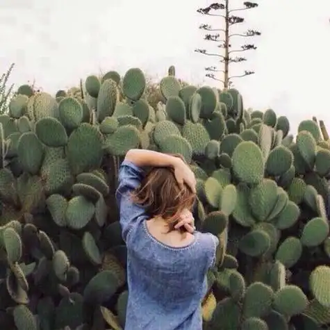 小清新文艺仙人掌背影女生头像堆糖美好生活研究所