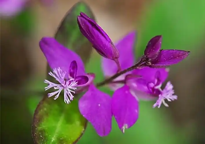 百花园——瓜子金