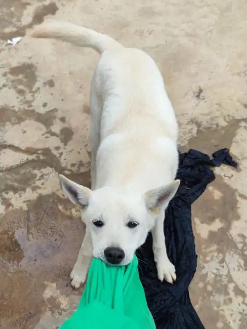 小猪熊是世界上最可爱的猪熊