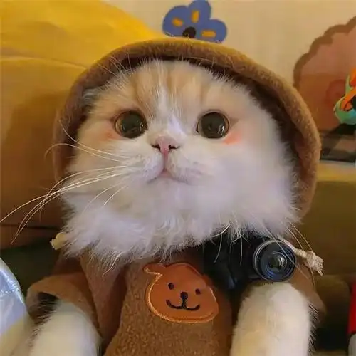 干净唯美可爱萌猫咪治愈系头像图片_动物头像_头像屋