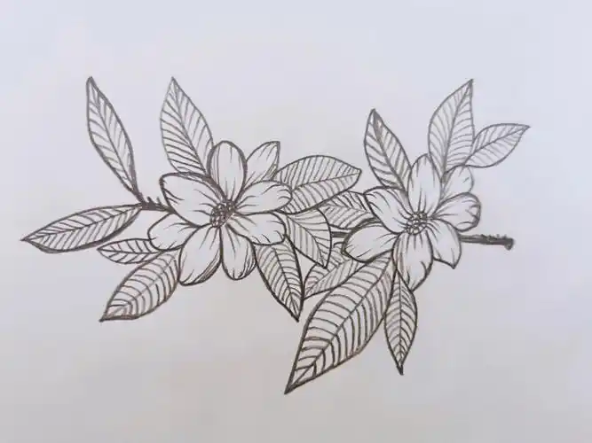素描花卉花朵简笔画