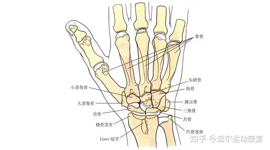 腕三角软骨盘在哪?