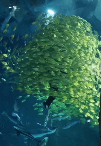 487_706竖版 竖屏gif 动态图 动图