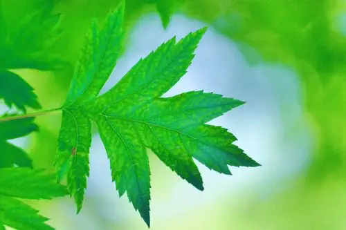 山楂树的叶子好看又特别原创摄影