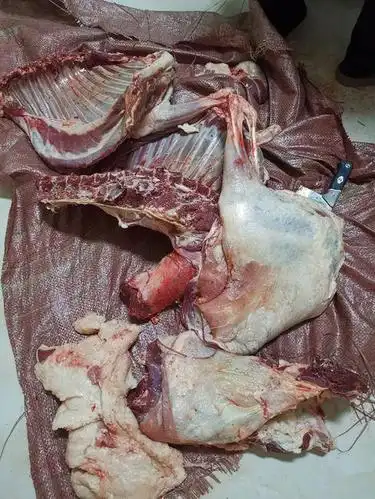 绵羊肉 生肉