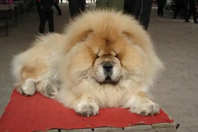 狗的品种_百度知道