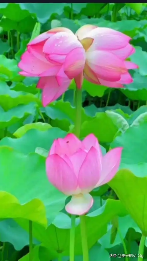 赏并蒂花开,富贵吉祥,好运连连