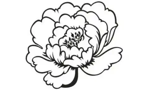 牡丹花的简笔画国画牡丹的画法