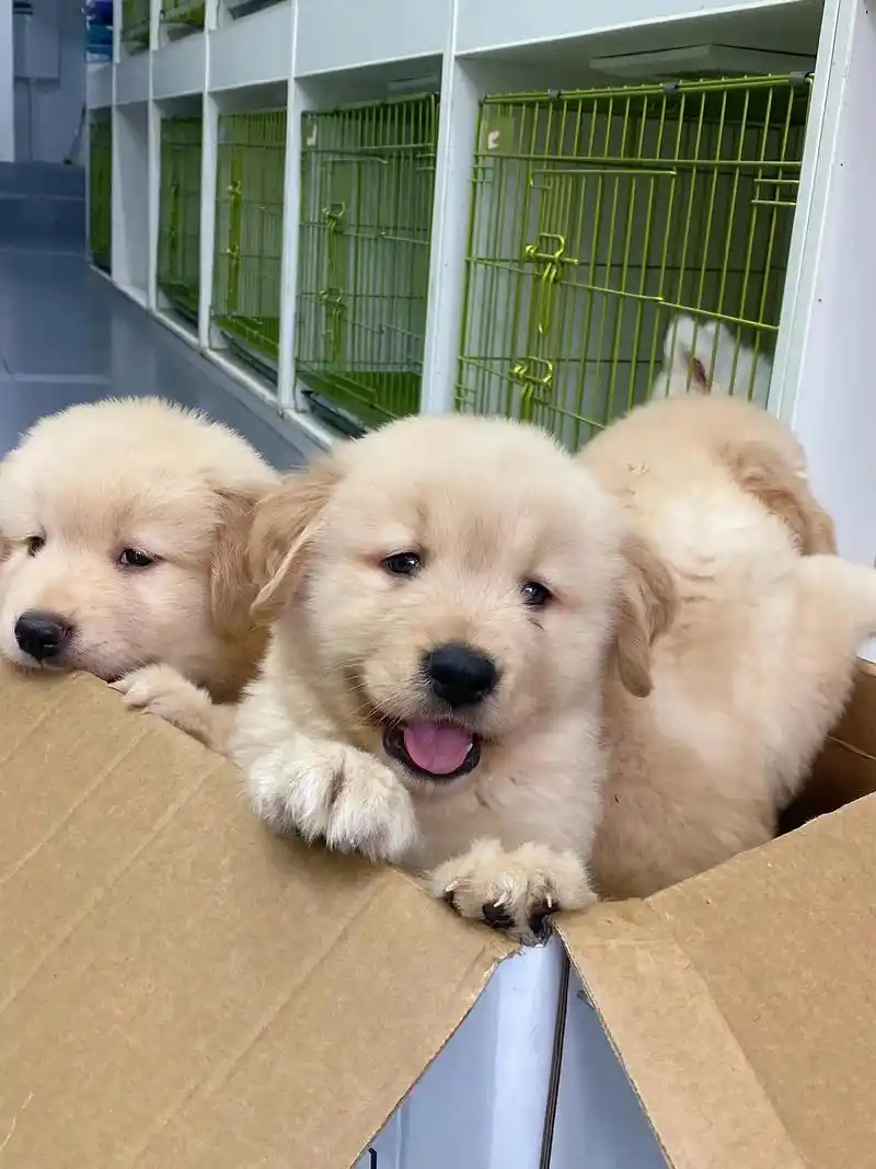 金毛宝宝1ooo起,出一窝金毛幼犬宝宝!可爱粘人的金毛幼犬