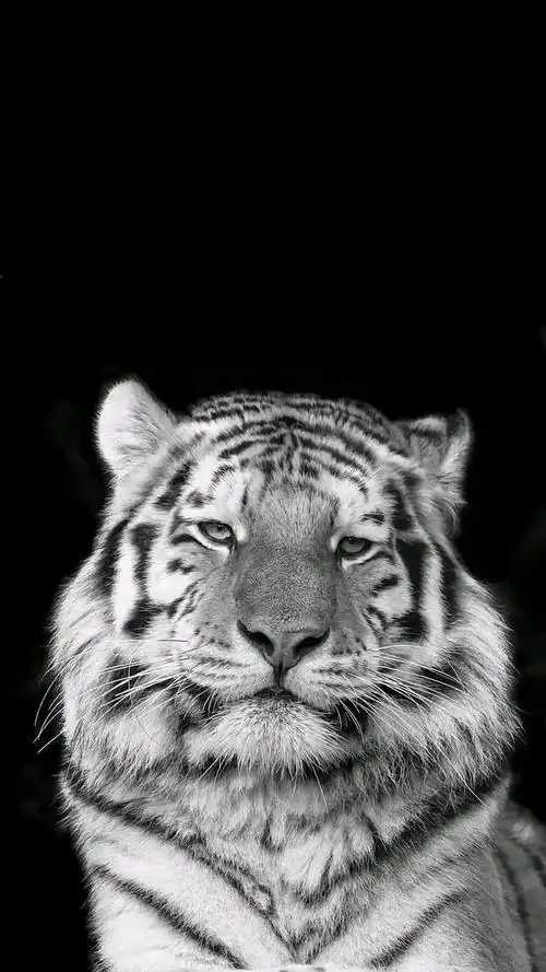 壁纸@超清老虎壁纸,虎虎生威