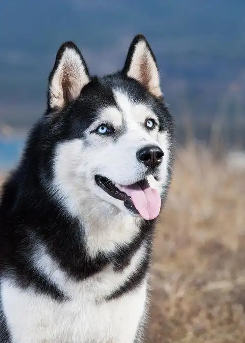 养哈士奇的体验