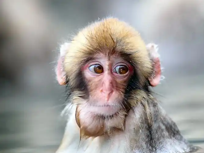 寒冷冬天的小猴 iphone 壁纸