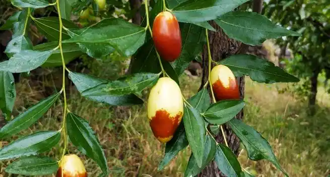 怀柔桥梓镇沙峪口水库大枣采摘