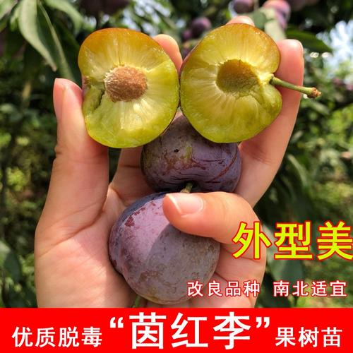 嫁接半边红茵红李子树苗脱骨脆红李西梅李子苗盆栽北南方庭院种植