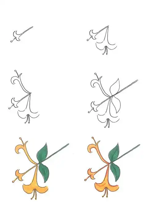 简笔画,手绘,画画,儿童学画画,手账金银花