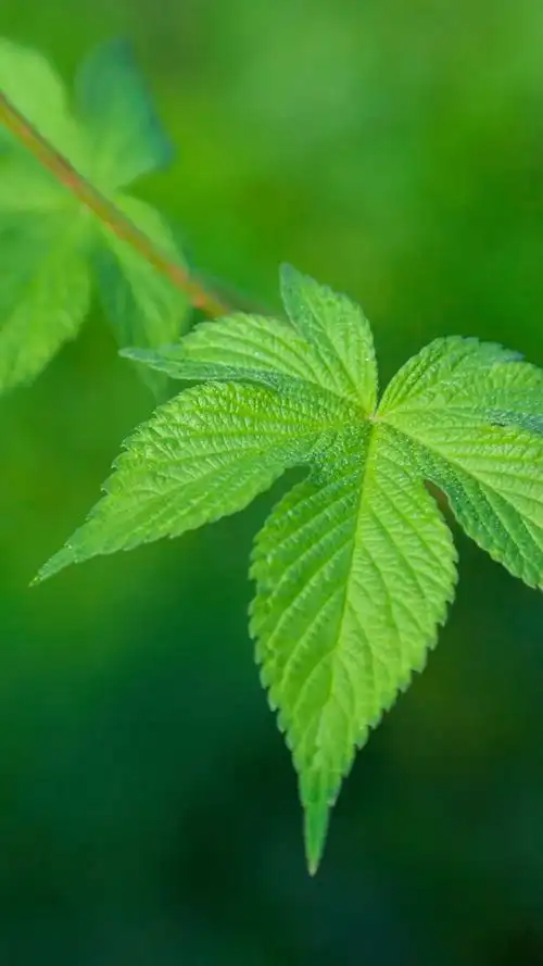 有哪些好看的全面屏手机壁纸或微信聊天背景图片