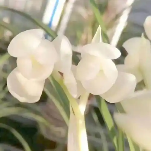 兰花苗【精品兰花】特香云南名品兰花苗花卉盆栽莲瓣兰 室内好养 玉兔