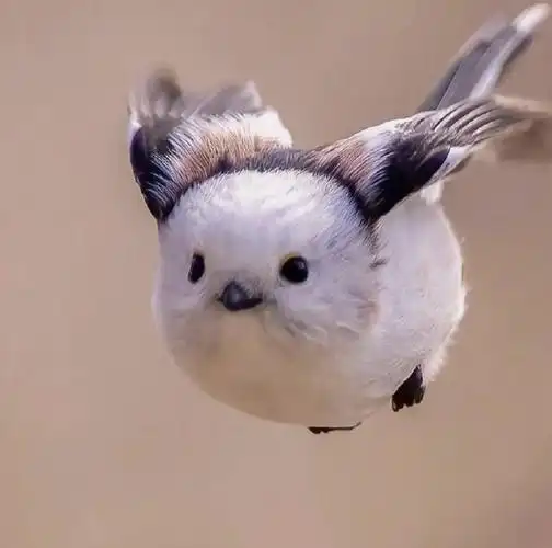 #看点萌宠##看点风景#