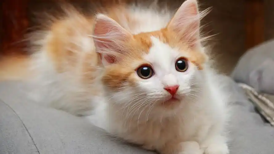 可爱的宠物猫咪高清宽屏桌面壁纸