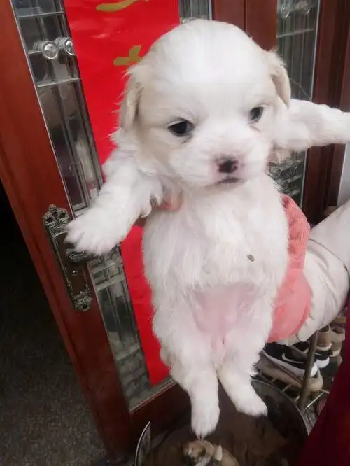 家养小狮子狗,超萌!欢迎爱狗人士免费领养,前提是善待它!微信