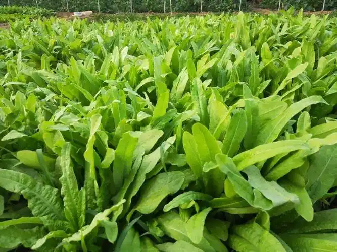 真实可靠!白又白写生基地的各种蔬菜终于可以采摘啦