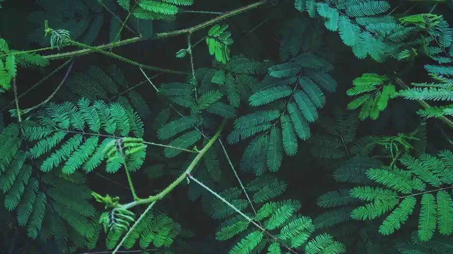 精选绿色植物养眼合集休闲之余给眼睛放个假桌面壁纸