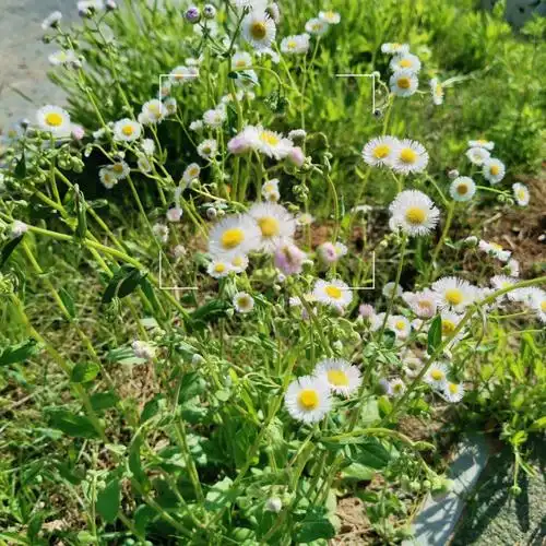 五一路边的野花花