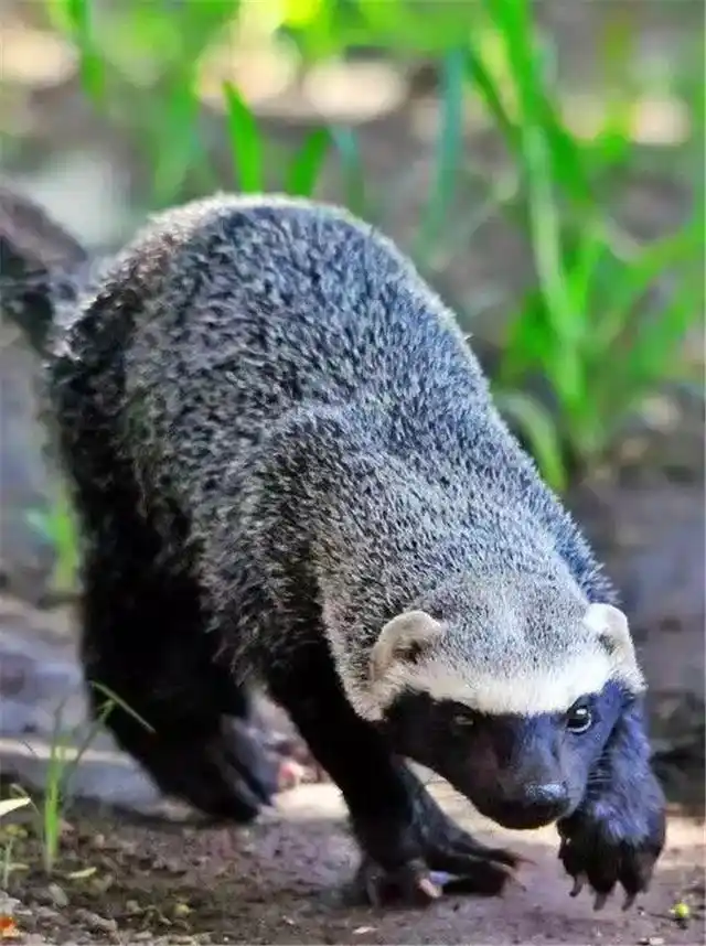 狮子地位受威胁,平头哥或许才是真的一哥,它是何方神圣?