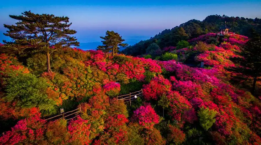 航拍麻城龟峰山杜鹃花海