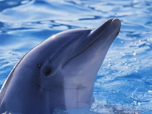 可爱的海豚-动物摄影宽屏壁纸