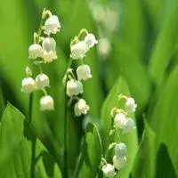 微信铃兰花头像【点击鼠标右键下载】