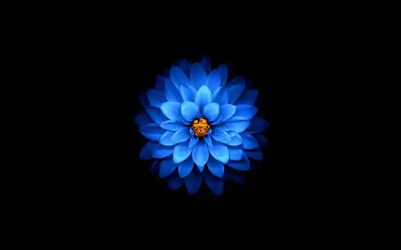 壁纸 蓝色的花瓣花,黑色的背景 3840x2160 uhd 4k 高清壁纸, 图片