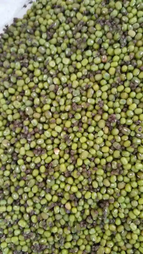 绿豆出现这种虫子怎么办?