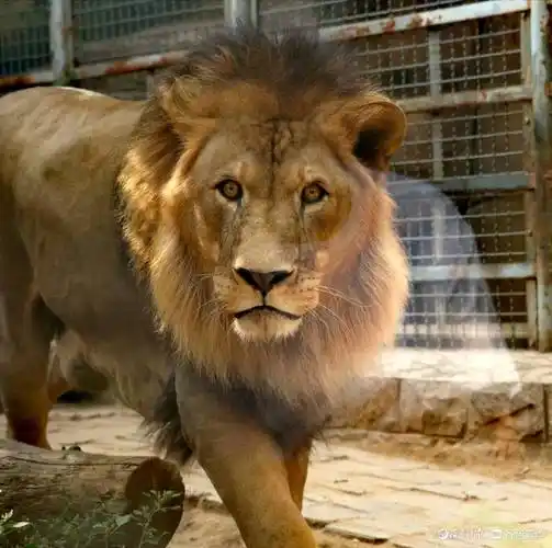 济南动物园里,狮子尽显王者风范威武霸气