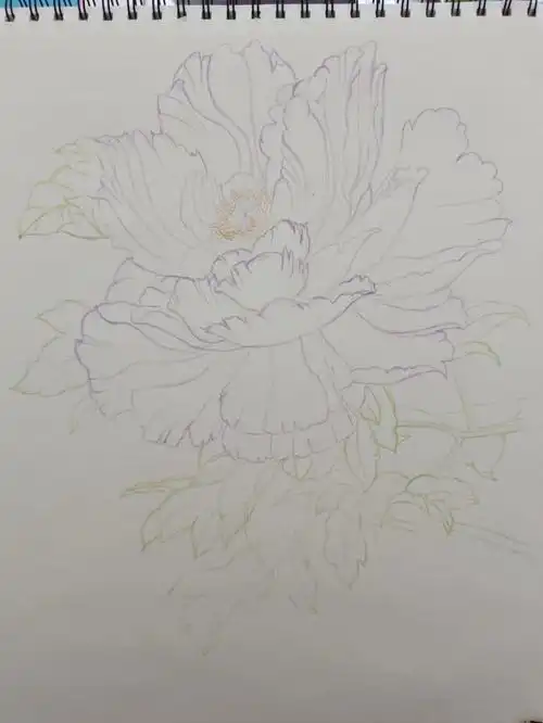临摹一副彩铅画牡丹