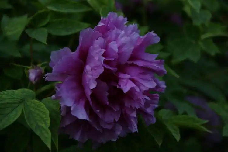 端庄秀丽的魏紫