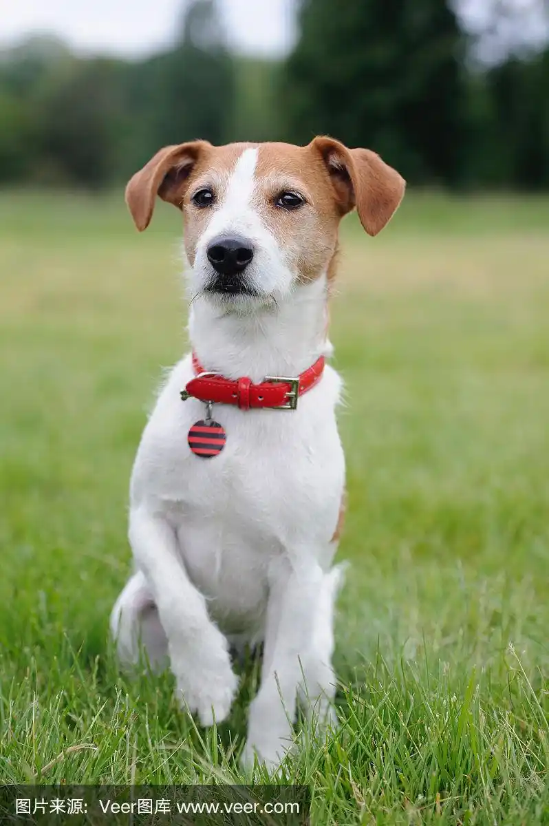 牧师杰克罗素梗举起他的爪子