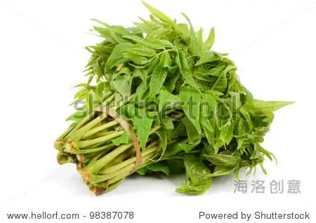 toona sinensis - 站酷海洛正版图片, 视频, 音乐素材交易平台