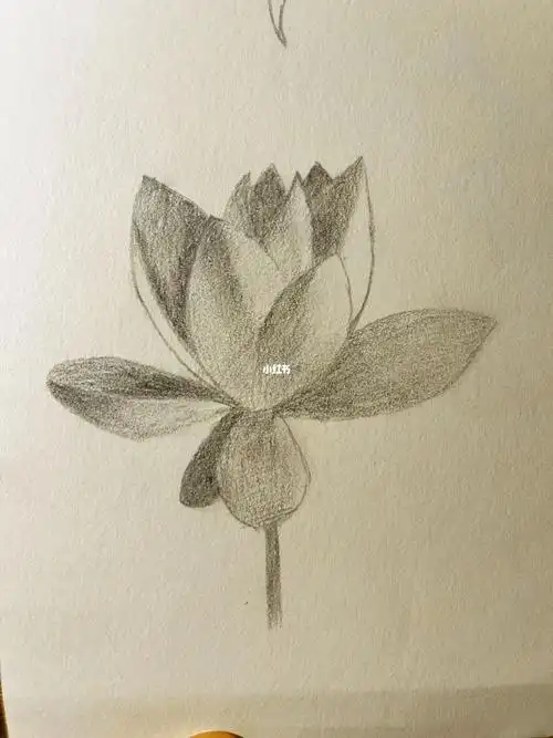 素描练习花朵风景