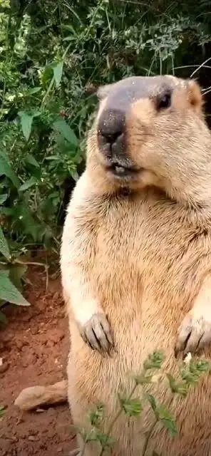 搞笑:一直被表情包骗了,原来土拨鼠是这样叫的