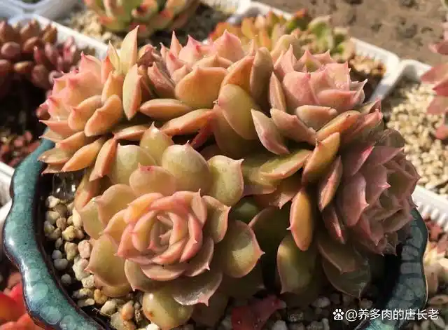 入手了心仪已久的多肉粉蝶?看起来好看就行,可别去深究它的来历