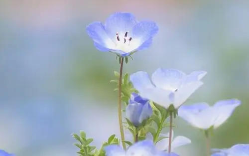 清新淡雅植物花卉图片桌面壁纸