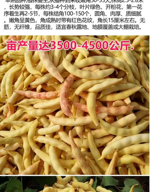 黄金钩架豆种子黄金勾地豆无筋无柴黄色油豆角籽早熟高产蔬菜种子 红