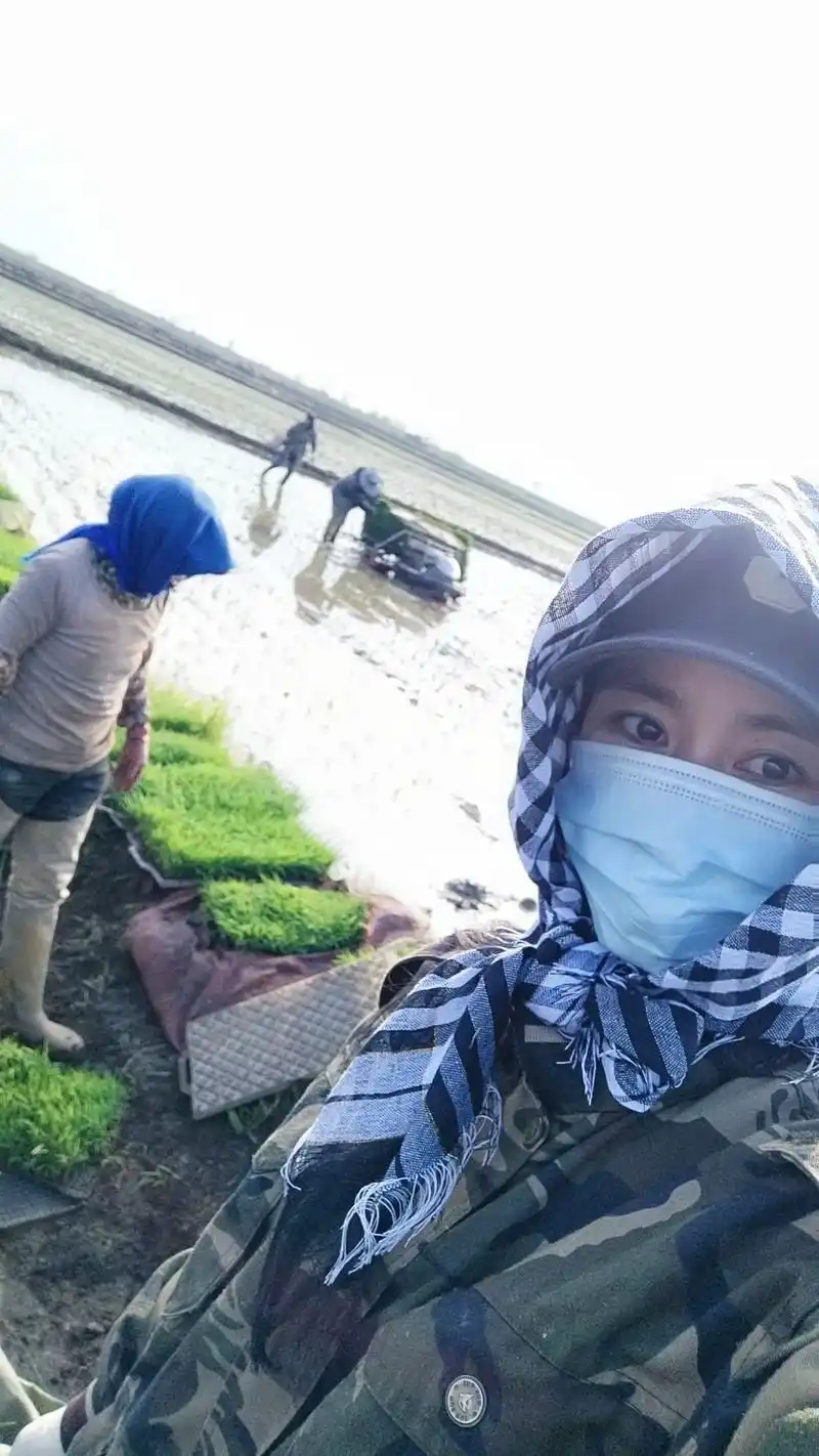 五常大米 基地.23年插秧完美收工 牛低头是为了吃草,人低头 - 抖音