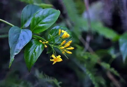 图为断肠草.资料图