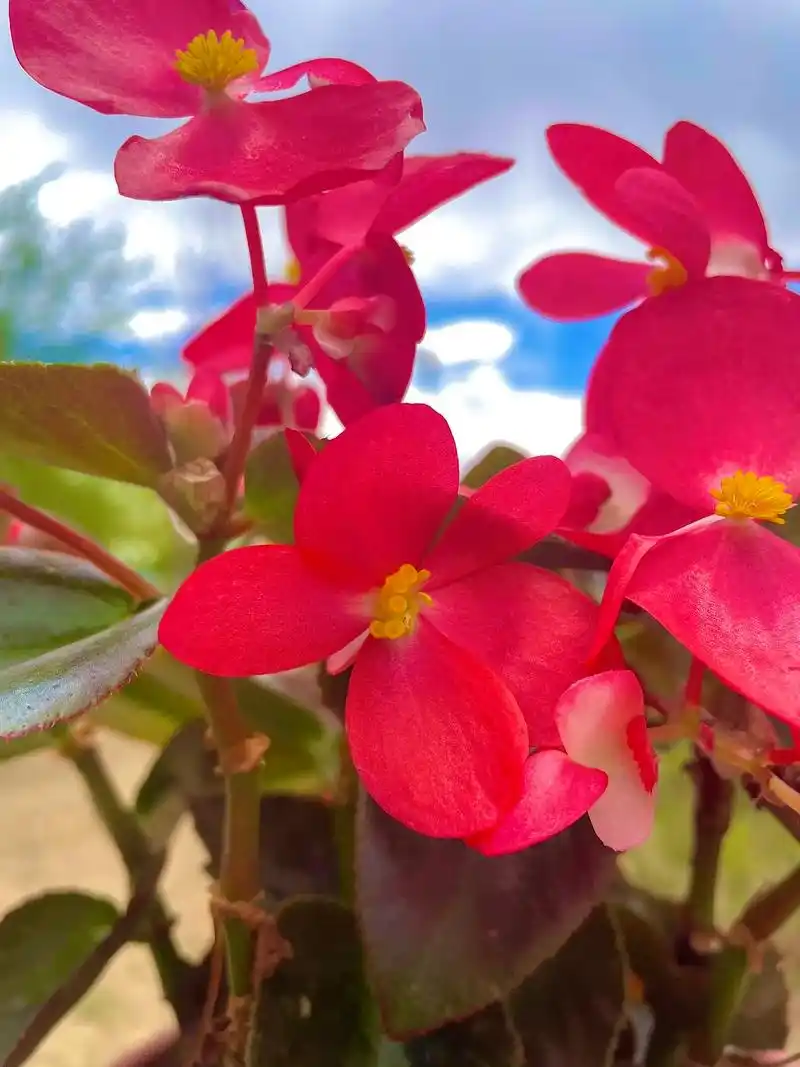 四季海棠.一年365天,天天有花看,花期不断. 养护简单,无 - 抖音